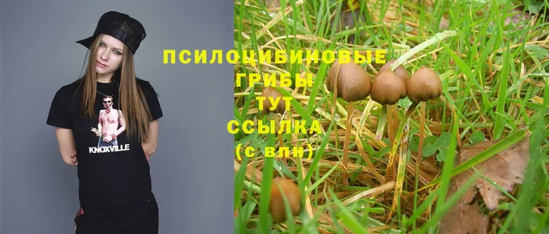 Галлюциногенные грибы Cubensis  как найти   Крым 